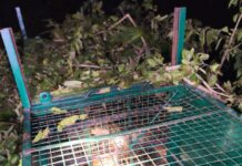 जोंडला, अगस्त्यमुनि के समीप गुलदार का सफल रेस्क्यू, क्षेत्रवासियों ने ली राहत की सांस।