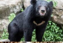 रूद्रप्रयाग में जंगली जानवरों की बढ़ती गतिविधियों पर जिला प्रशासन अलर्ट मोड में, डीएम ने वन्यजीव सुरक्षा उपायों हेतु 50 लाख की अतिरिक्त धनराशि स्वीकृत की*