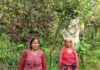 कीवी उत्पादन से स्वरोजगार की राह पर बढ़ीं जखोली की मुन्नी देवी